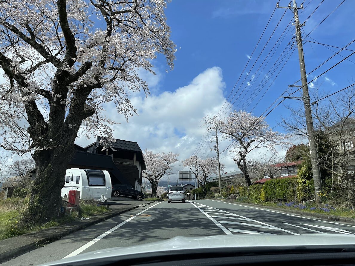 桜並木の道、車からの風景