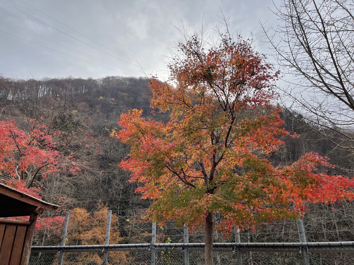 飛騨:日本の田舎の風景。住宅、山、空が見える。