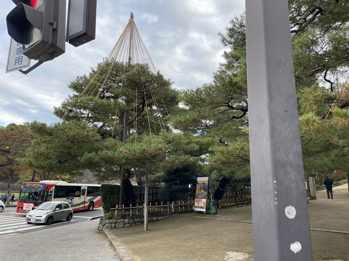 雪吊りのある松と交通標識、バス