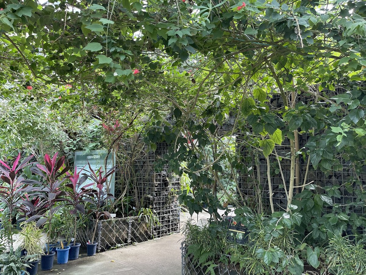 新宿御苑 温室:植物園の風景、植物が生い茂っている