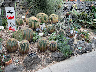新宿御苑 温室 :サボテンが植えられた庭