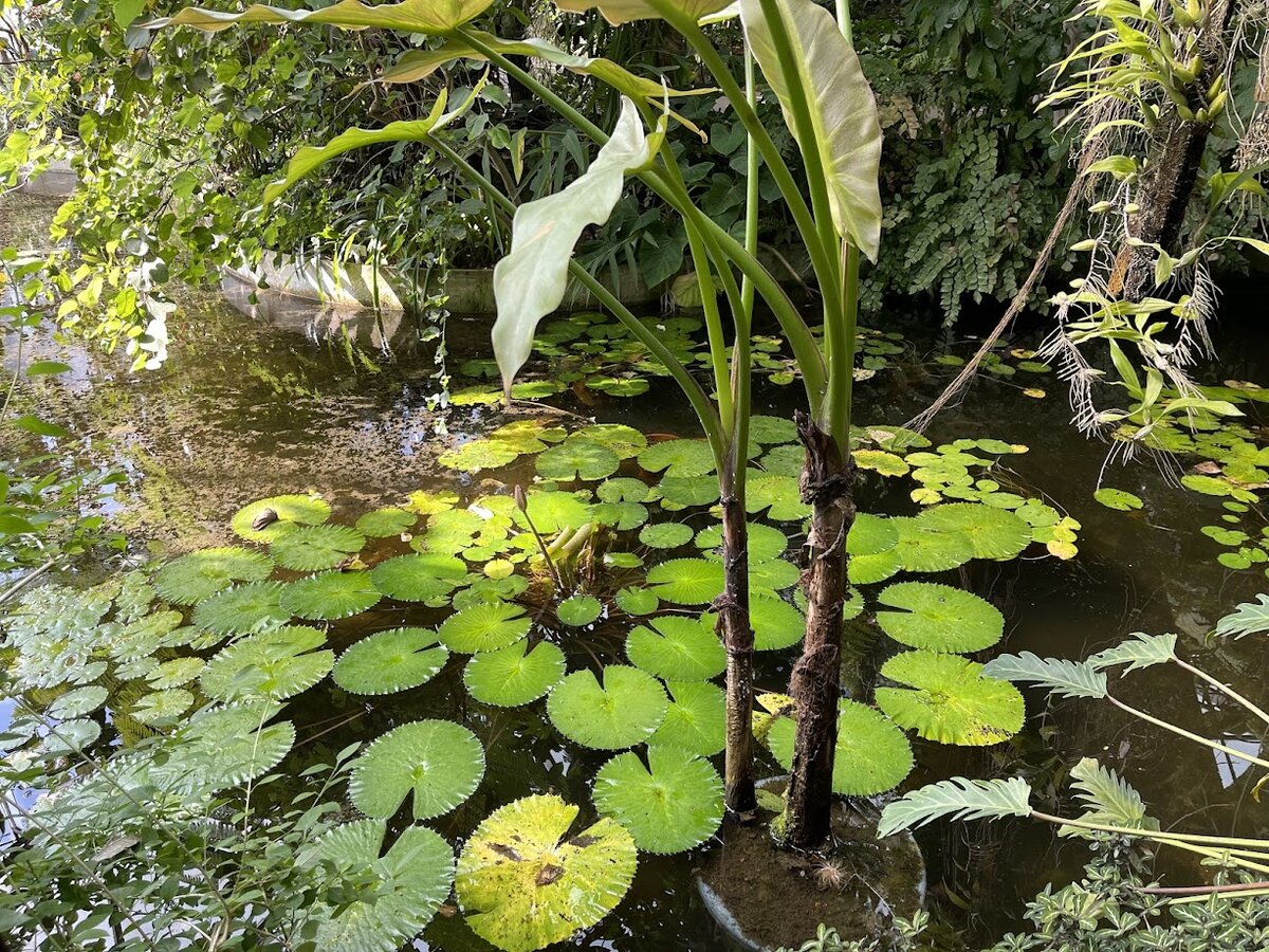 新宿御苑 温室:池と睡蓮の葉、熱帯植物