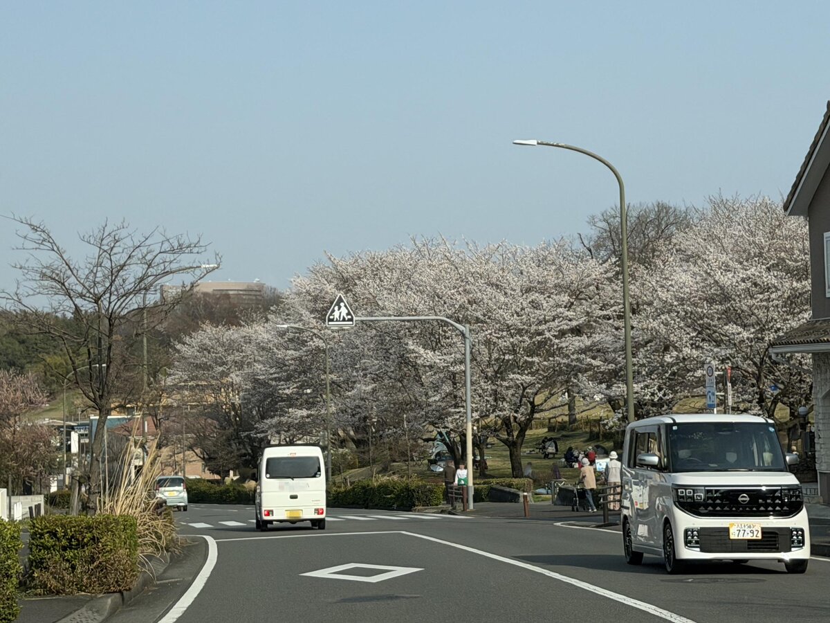 車窓から見た桜並木